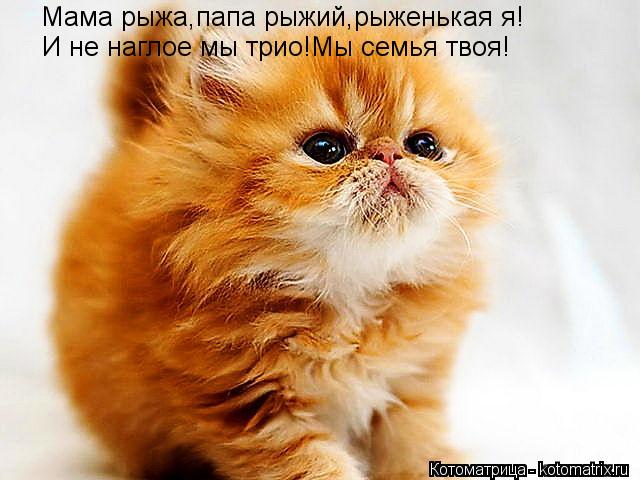 Котоматрица: Мама рыжа,папа рыжий,рыженькая я! И не наглое мы трио!Мы семья твоя!