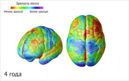 Как созревает детский мозг: что важно знать о этапах развити ребенка
