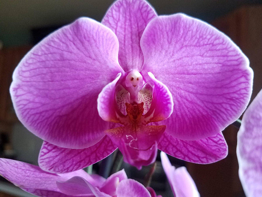 Забавные картинки для хорошего настроения Забавные картинки для хорошего настроения животные,жизнь,звери,земля,котики,коты,курьезы,мир,питомцы,планета,приколы,природа,смешное,собаки,факты,фауна,флора,щенки,юмор