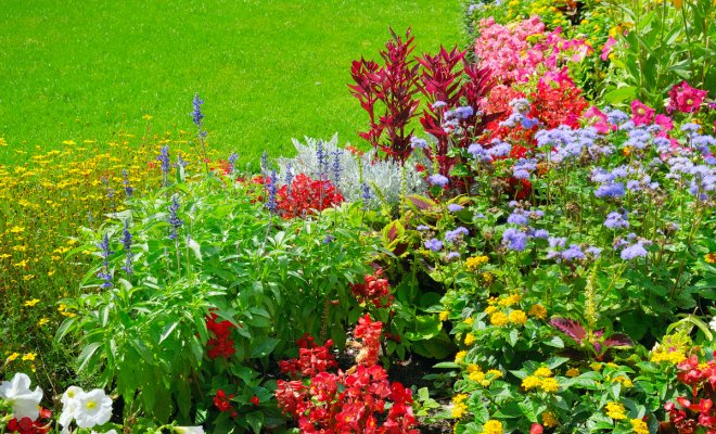 Цветы на клумбе – правильное соседство дача,сад и огород,цветоводство