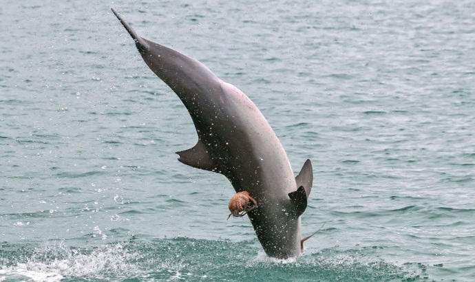 Австралийский осьминог прокатился на дельфине