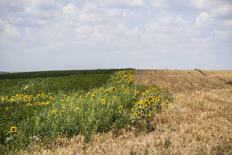 Записки Колорадского Таракана №200. Немного воняет, но перспективы есть Записки Колорадского Таракана №200. Немного воняет, но перспективы есть украина