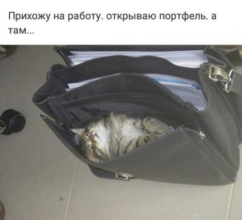 Прикольные картинки для всех Прикольные картинки для всех