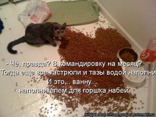 Свежая котоматрица  смешные картинки