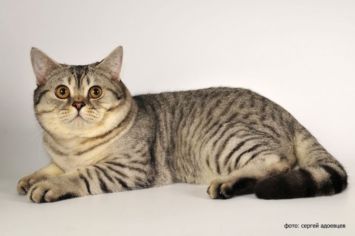 Кошачья фотосессия Кошачья фотосессия