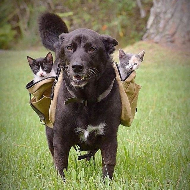 Классные картинки и веселые фотографии из нашей жизни Классные картинки и веселые фотографии из нашей жизни прикольные картинки