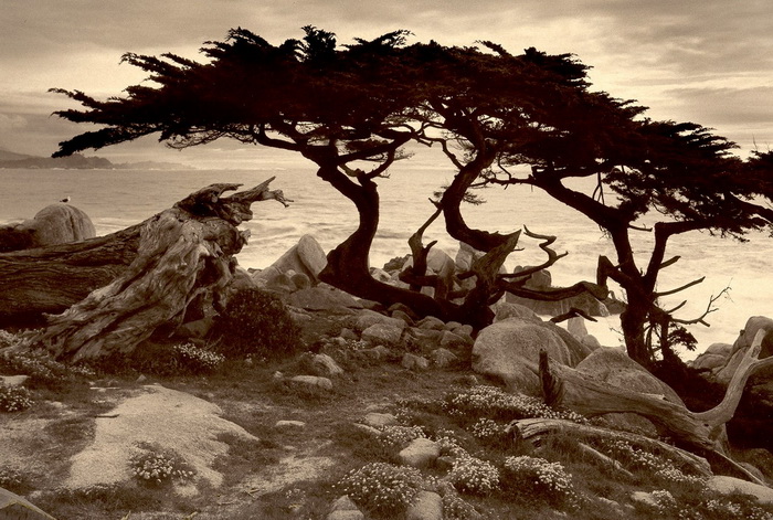 Портреты деревьев Портреты деревьев