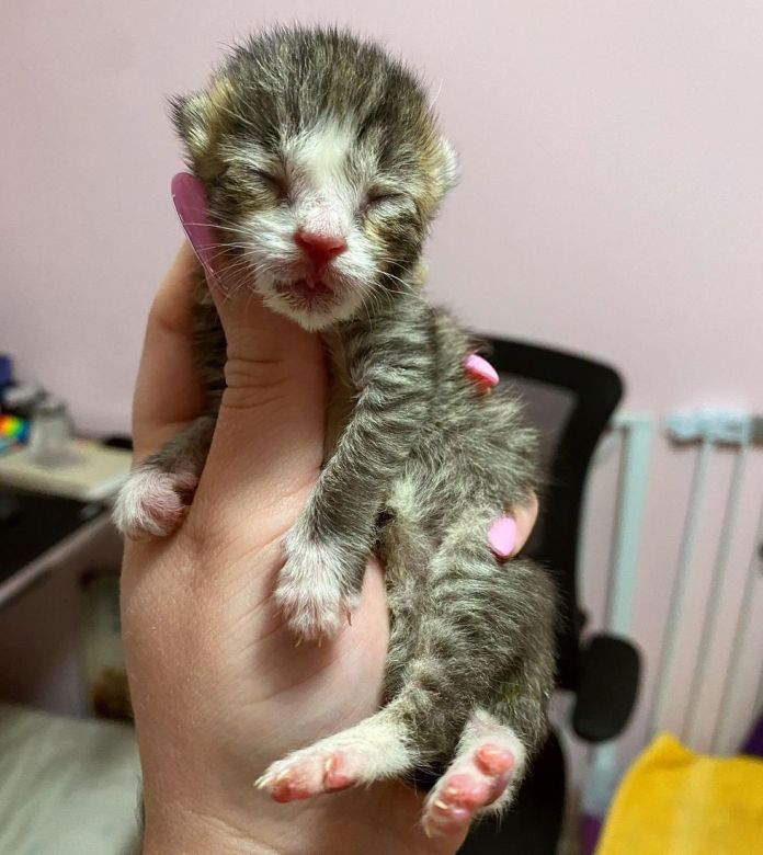 Без кота и жизнь не та