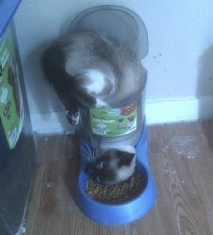 сиамская кошка застряла в миске с едой