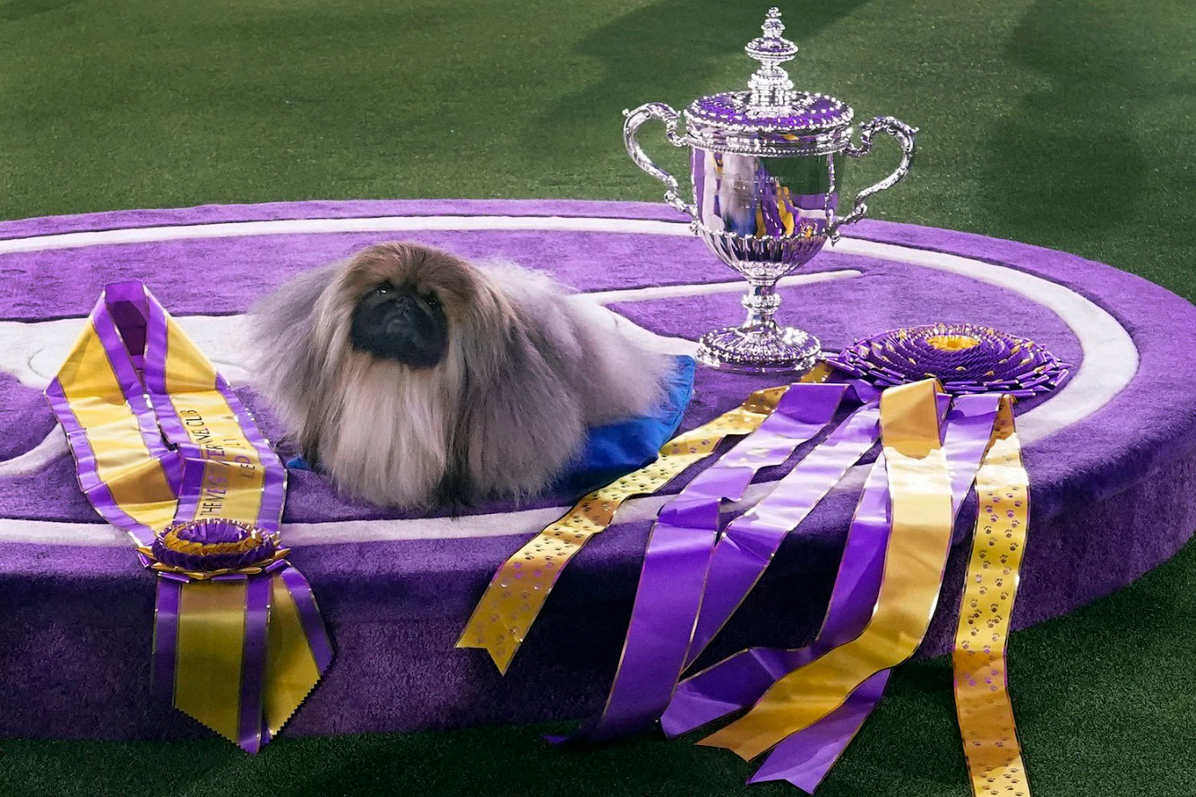 Победитель Westminster Kennel Club 2021