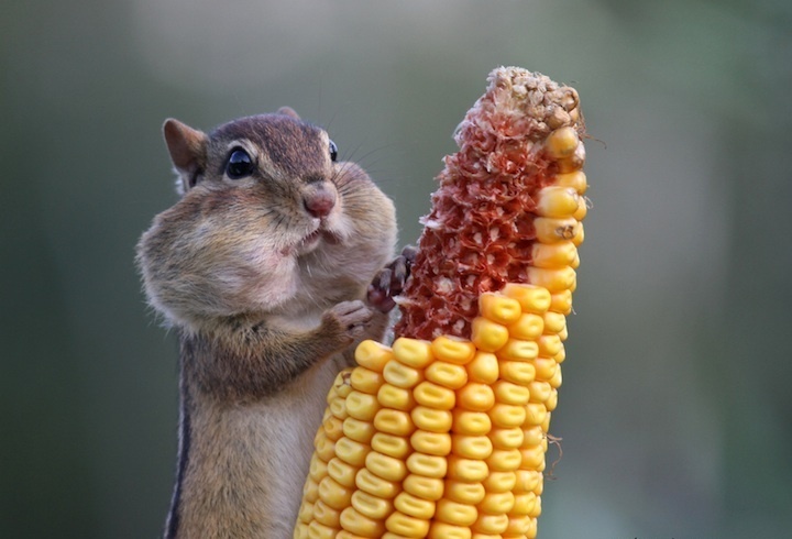 МИЛЫЕ И СМЕШНЫЕ