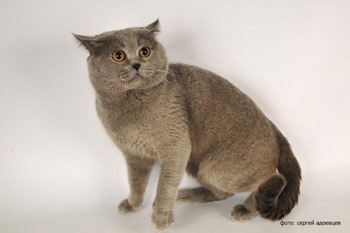 Кошачья фотосессия Кошачья фотосессия