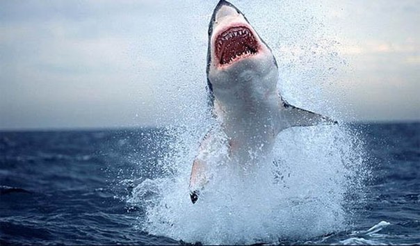 Почему акулы боятся дельфинов?, изображение №1