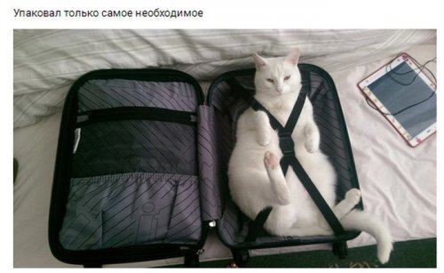 Прикольные картинки дня (50 шт)