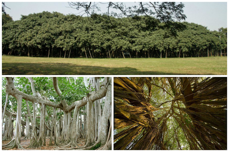 Великий баньян – дерево с самой большой в мире площадью кроны. Крона дерева имеет длину окружности около 350 метров, наибольшая высота достигает 25 метров. Площадь дерева составляет примерно 1,5 га. деревья, невероятное, природа, удивительное, флора