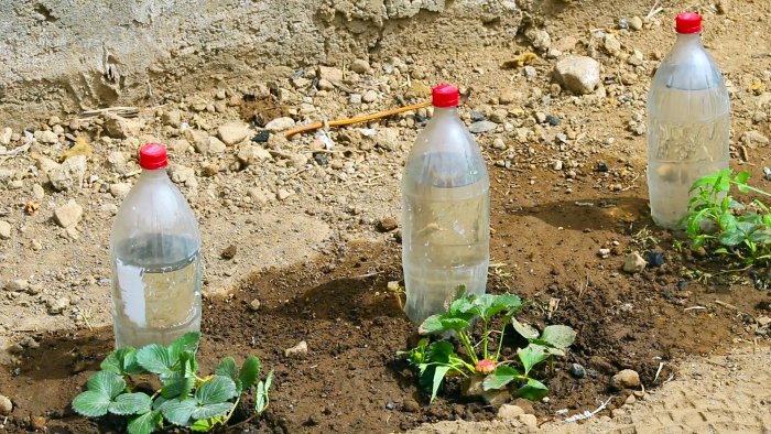 Как сделать корневой полив растений из ПЭТ бутылки дача,сад и огород,советы огороднику