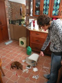 Животные на месте преступления: смешно и обидно не всё так грустно