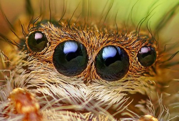 Паук-вегетарианец Bagheera kiplingi (лат. Bagheera kiplingi) (англ. Vegetarian spider)