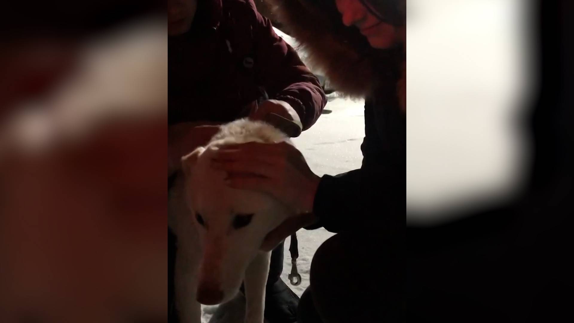 Бродячий пес из Сургута обрел хозяйку в столице