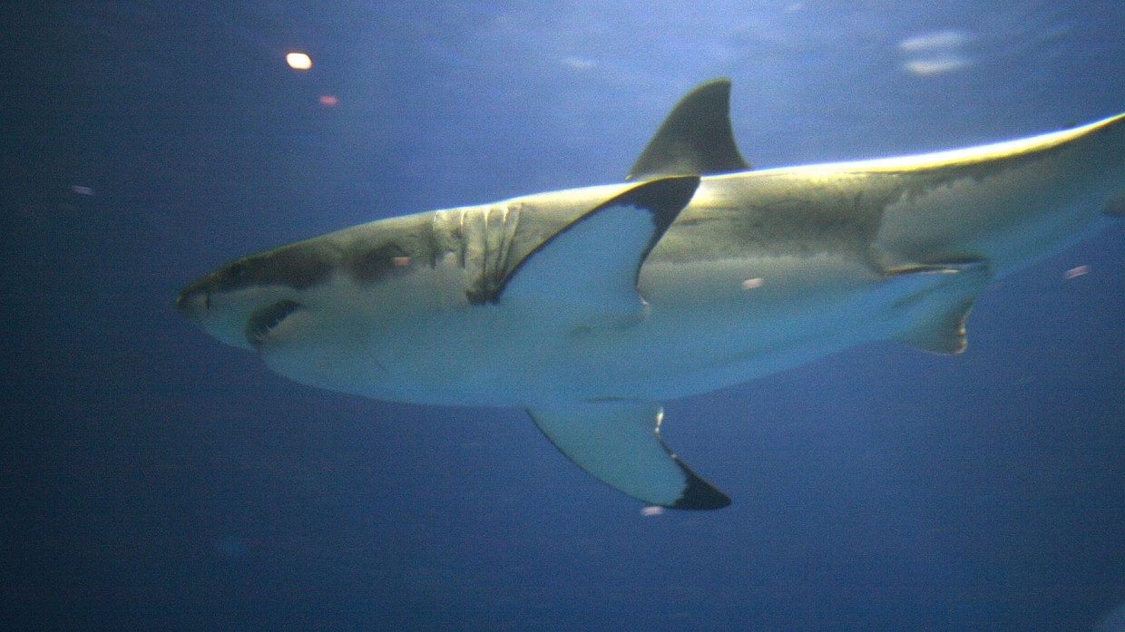 Белая акула погибла после неудачного нападения на рыбацкую лодку на Сахалине