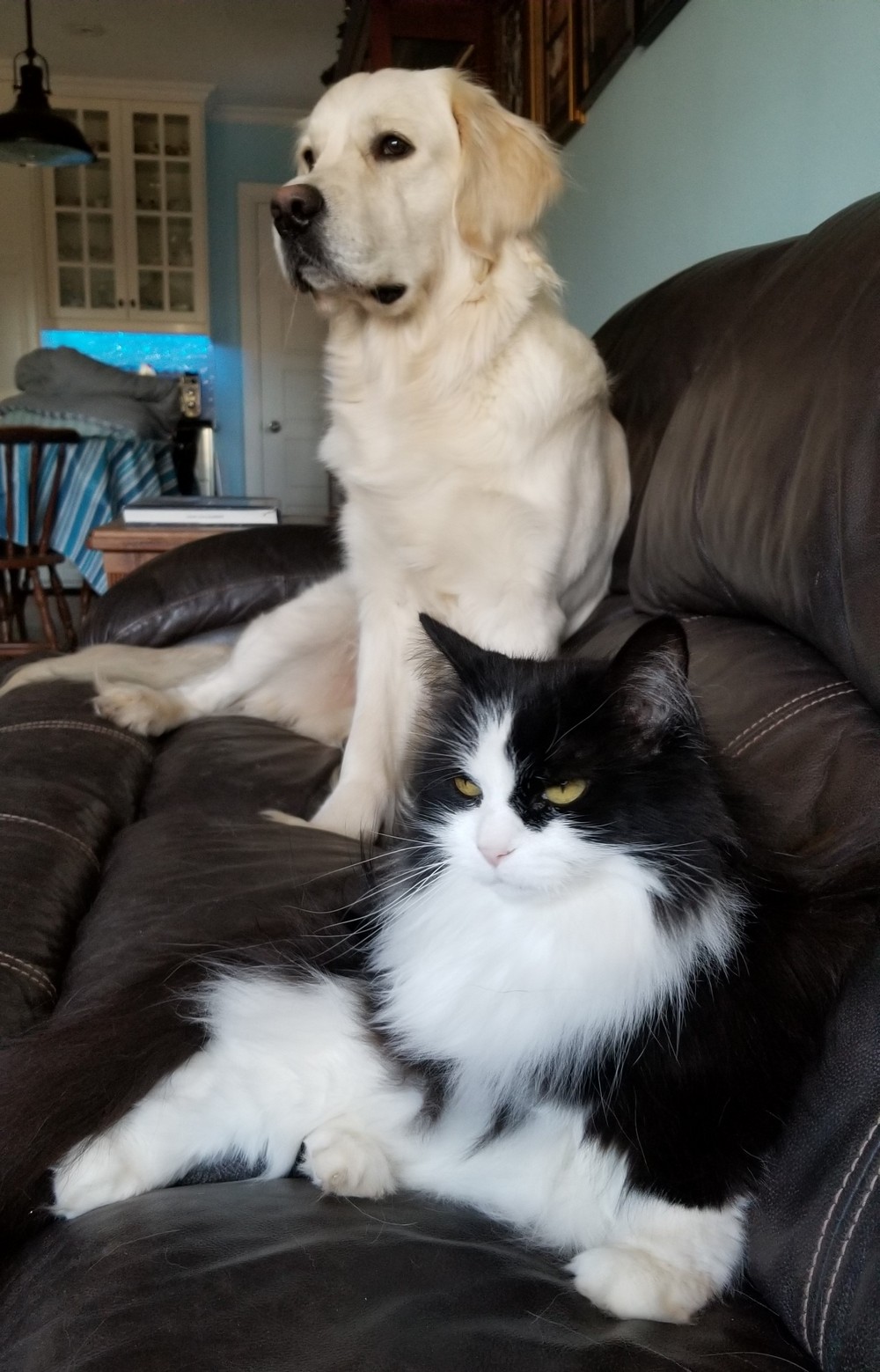 Забавные картинки для хорошего настроения Забавные картинки для хорошего настроения животные,жизнь,звери,земля,котики,коты,курьезы,мир,питомцы,планета,приколы,природа,смешное,собаки,факты,фауна,флора,щенки,юмор