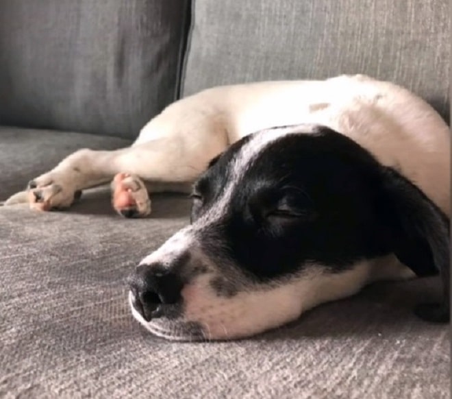 Собака спит