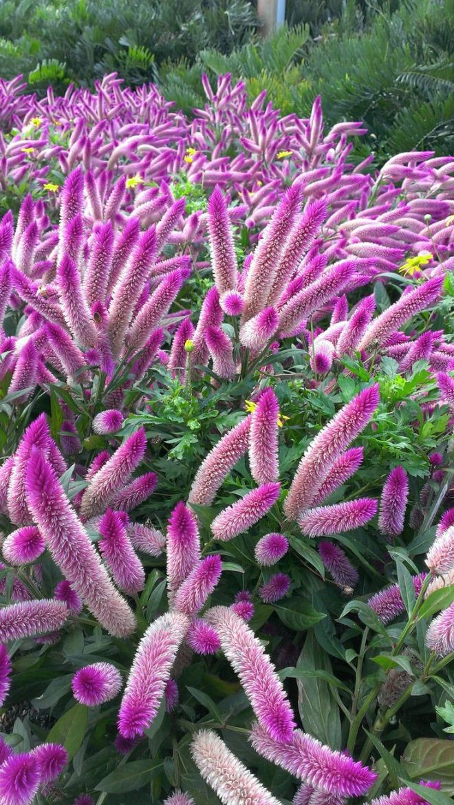 Flamingo cockscomb интересное, красота, флора, цветы