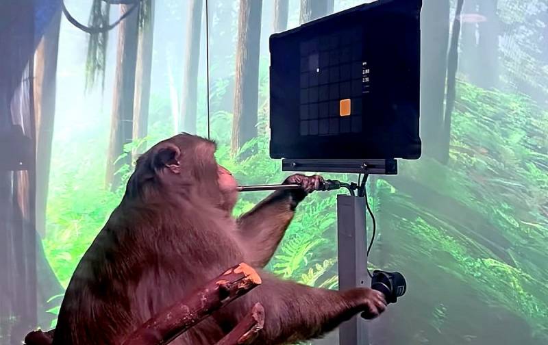 Илон Маск показал, какие возможности обрела обезьяна после вживления чипа в ее мозг Техно