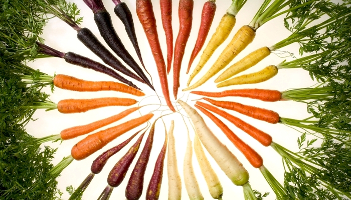 Морковка также раньше была несколько иного цвета. /Фото: discoverychannel.ru