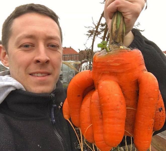 Гигантские овощи на радость веганам Гигантские овощи на радость веганам