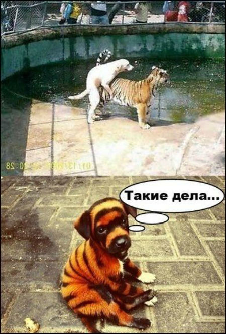 Прикольные картинки картинки для хорошего настроения, прикол, юмор