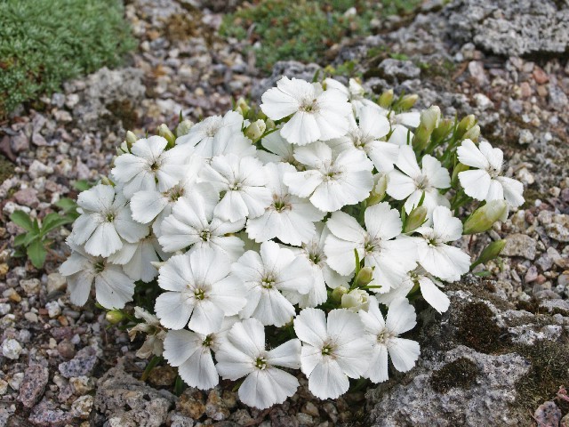 Альпийская гвоздика сорта Albus (Альбус)