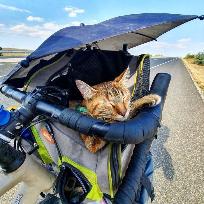 Два путешественника: шотландец и его верная... кошка! велосипед,животные,котики