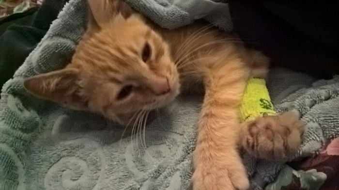 Кот просил еду в магазине, а полученное мясо уносил в неизвестном направлении Кот просил еду в магазине, а полученное мясо уносил в неизвестном направлении истории из жизни