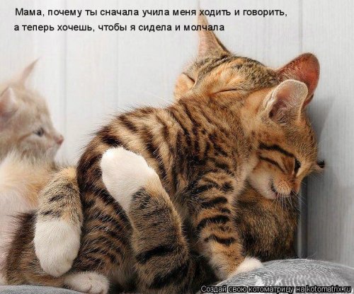 Детская котоматрица (17 шт)