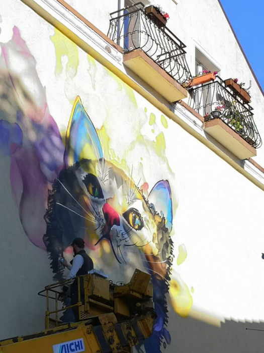 Мурлыкающий Зеленоградск: как старинный прусский городок превратился в столицу кошек Мурлыкающий Зеленоградск: как старинный прусский городок превратился в столицу кошек города,город котов,зеленоградск,путешествие,Россия