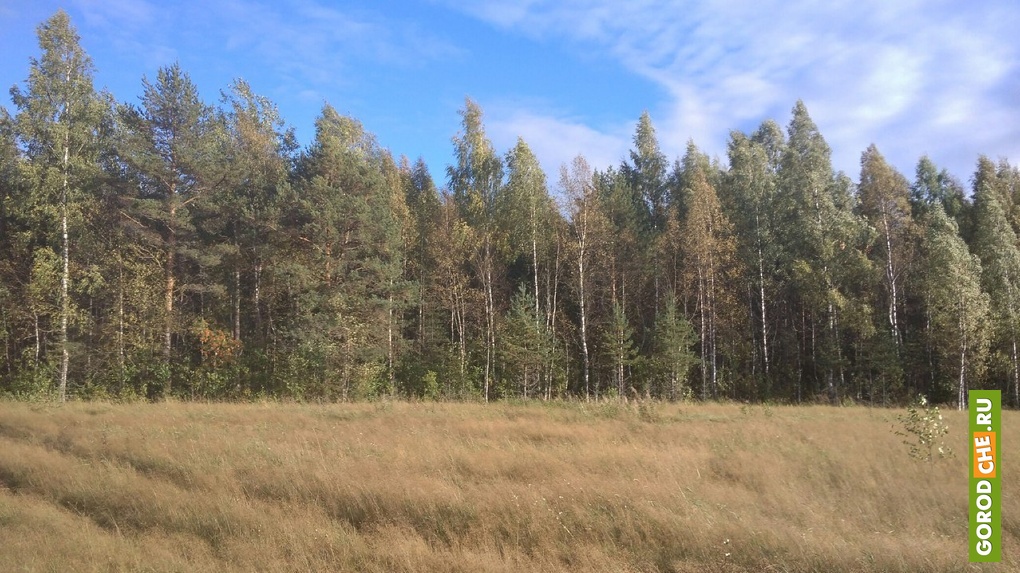 Лес череповец. Череповец леса. Лесное Череповец. Леса под Демьянском. Лес каменная гора Череповецкий район.