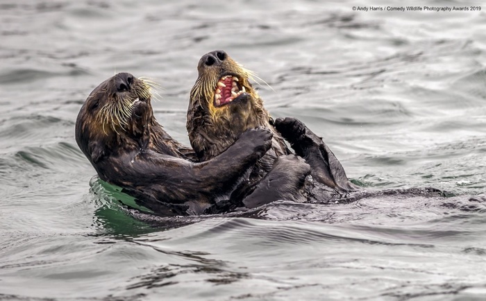 Финалисты конкурса Comedy Wildlife Photography Awards: самые забавные фотки из мира дикой природы за 2019 год 