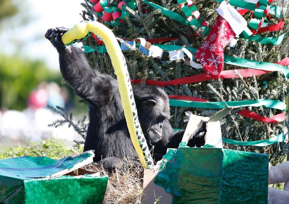 A chimpanzee opens a Christmas present at the 'Christmas with the Chimps' event at Lion Country Safari in West Palm Beach, Florida, on December 22, 2016.  Lion Country Safari, America's first cageless zoo, has held the annual event for over 20 years with Santa Claus leaving presents and treats for the chimps. / AFP PHOTO / RHONA WISERHONA WISE/AFP/Getty Images ** OUTS - ELSENT, FPG, CM - OUTS * NM, PH, VA if sourced by CT, LA or MoD **