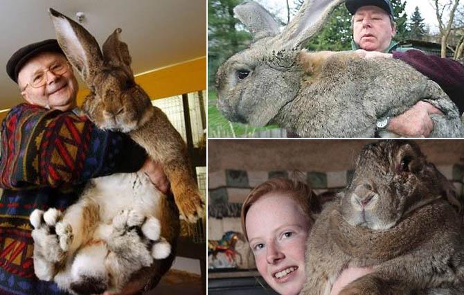 Самые большие животные в мире, Бельгийский фландр, Гиганский кролик