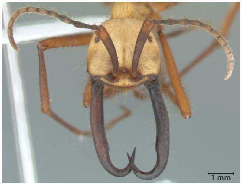 Армейские муравьи-солдаты (Eciton burchellii) муравьи, насекомые, опасные, страшные, фауна