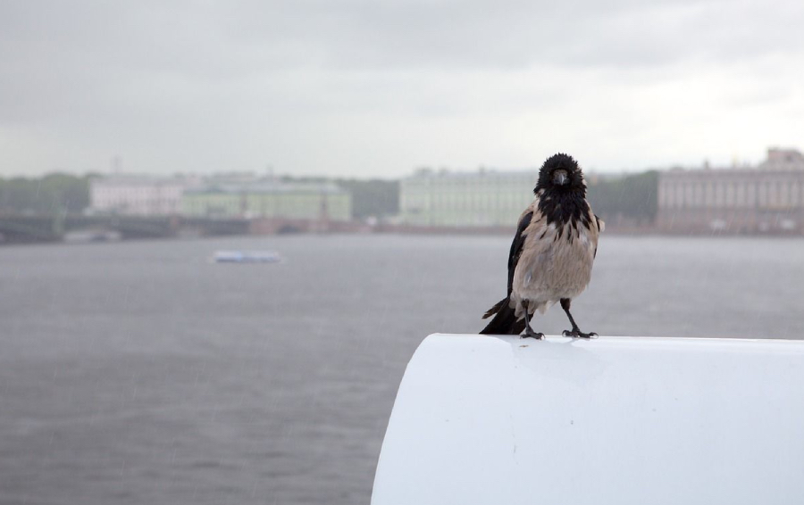 Сплин, дожди и пьяницы: 9 минусов жизни в Санкт‑Петербурге
