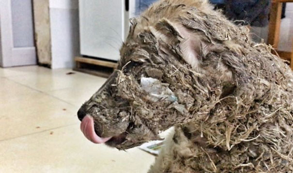 puppy-covered-clue-rescued-pascal-8