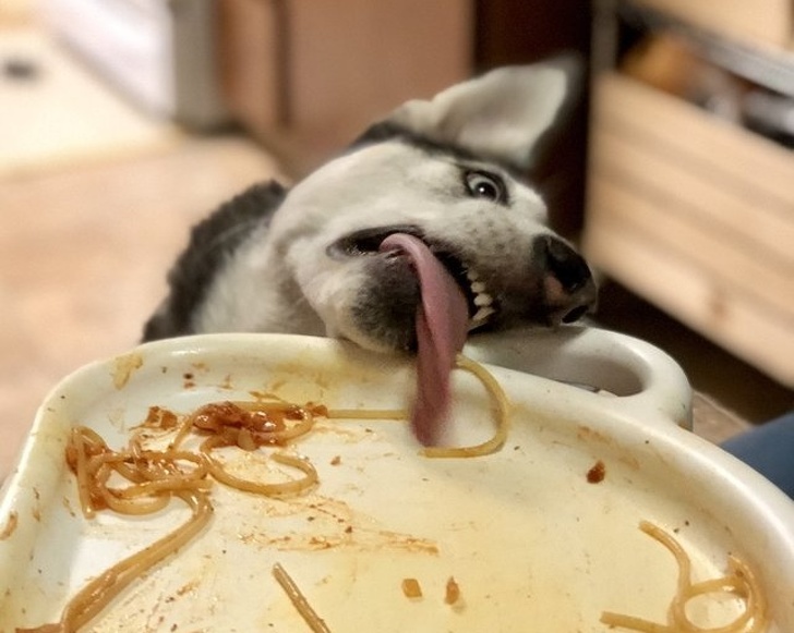 Милые и бессовестные... Милые и бессовестные... животные