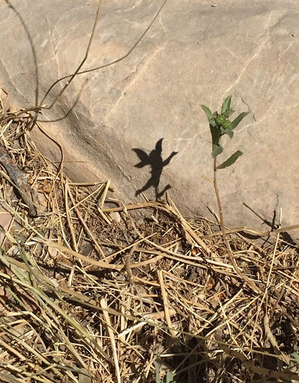 45 невероятных теней, которые заставят вас взглянуть на них дважды