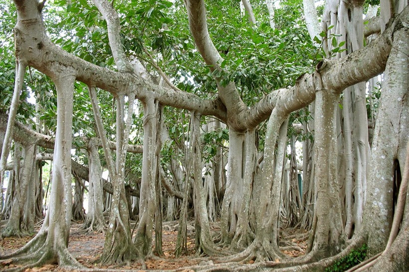 Великий баньян — лес из одного единственного дерева площадью 1,5 гектара дерево, корней, воздушных, баньян, деревьев, которые, название, становятся, кроны, сильно, имеет, около, растений, стволе, гектара, которого, площадь, дерева, одного, состоит