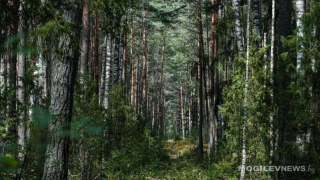 Запрет на посещение лесов действует в 11 районах Могилевщины.