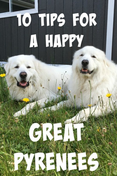 How do you keep your Great Pyrenees happy? Over the years, I've come up with my top 10 tips for a happy Great Pyrenees.