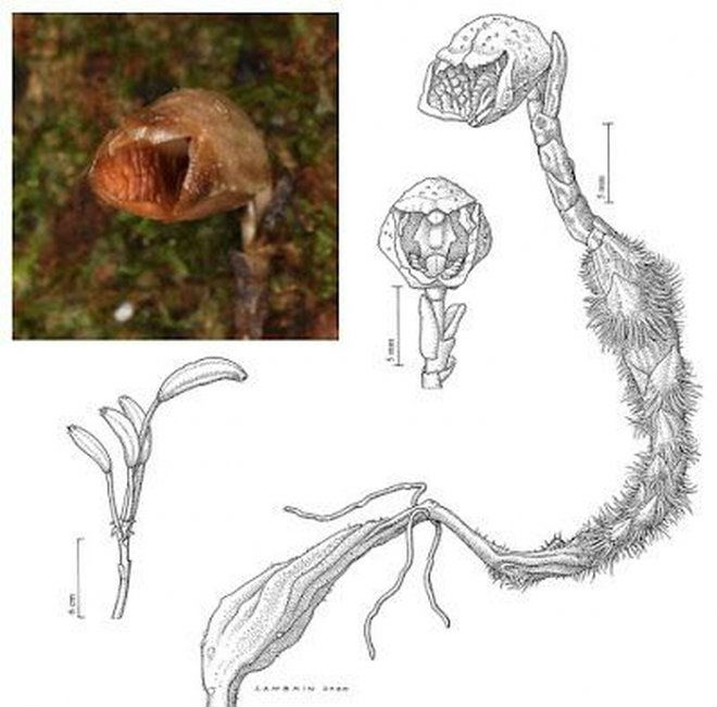 Ученые показали фото «самого уродливого цветка в мире». Редкий вид орхидеи живет под землей Культура