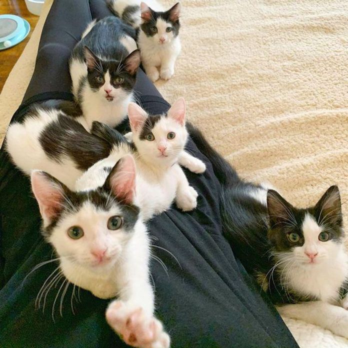Без кота и жизнь не та